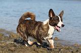 CORGI CARDIGAN 169